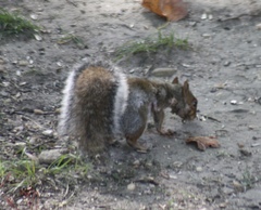 Cuterebra emasculator