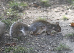 Cuterebra emasculator