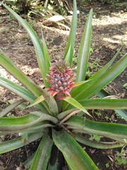 Ananas