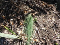 Poa astonii