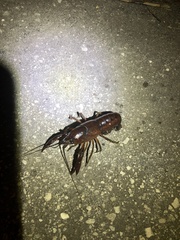 Procambarus fallax