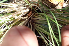 Poa astonii