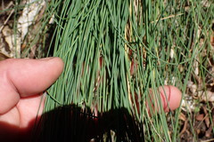 Poa astonii