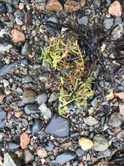 Spergularia canadensis