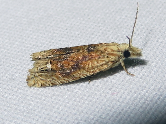 Pale-headed Eucosma Moth
