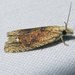 Pale-headed Eucosma Moth - Photo (c) kens18, some rights reserved (CC BY-NC), uploaded by kens18