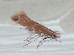 Cremastobombycia