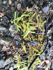 Spergularia canadensis