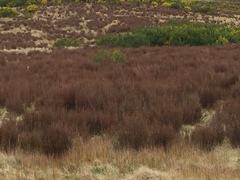 Dracophyllum subulatum