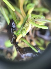 Spergularia canadensis