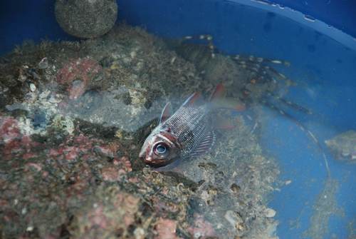 Tinsel squirrelfish (Sargocentron suborbitale) — Holocentridae — 3