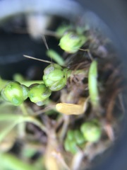 Spergularia canadensis