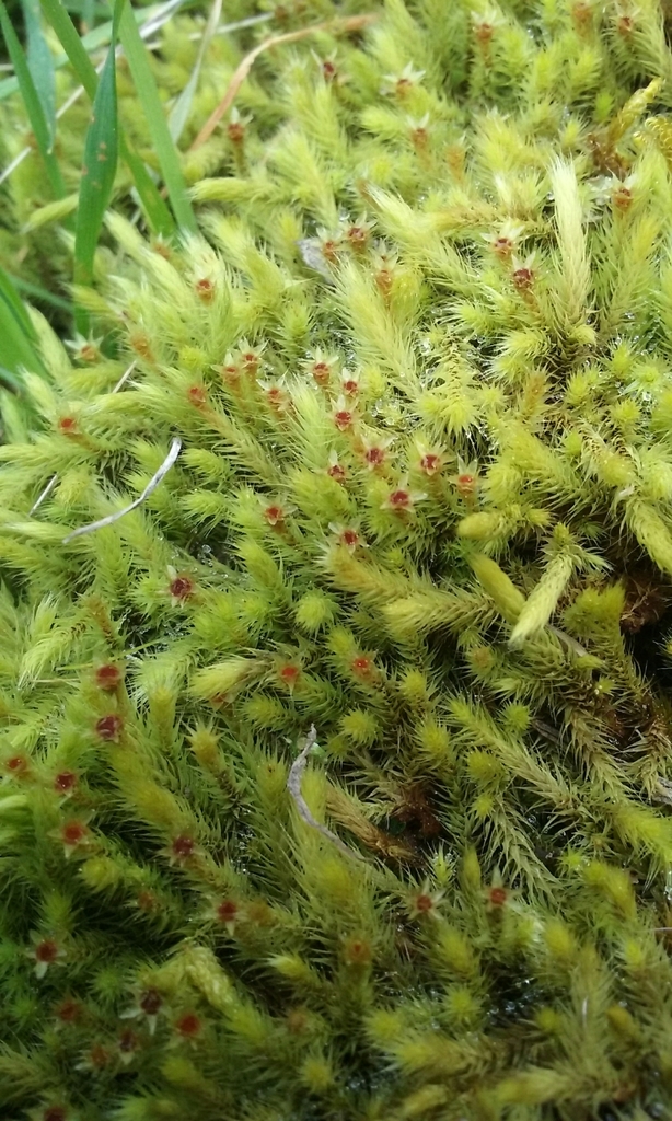 Breutelia affinis