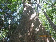 Sideroxylon capiri tempisque