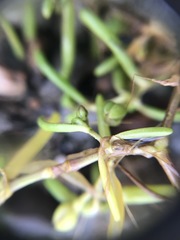 Spergularia canadensis