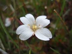 Epilobium macropus