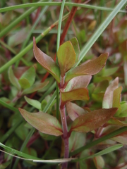 Epilobium macropus