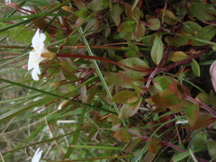 Epilobium macropus