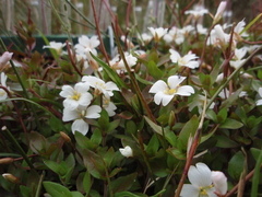 Epilobium macropus