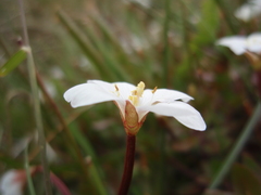 Epilobium macropus