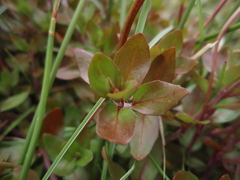 Epilobium macropus