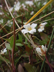 Epilobium macropus