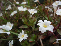 Epilobium macropus