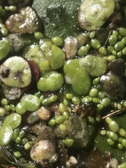 Wolffia brasiliensis