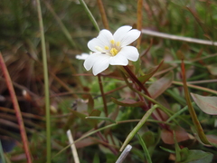 Epilobium macropus