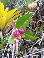 Macleania cordifolia