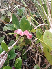 Macleania cordifolia