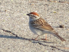 Spizella passerina