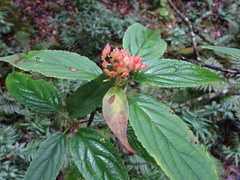 Viburnum urceolatum