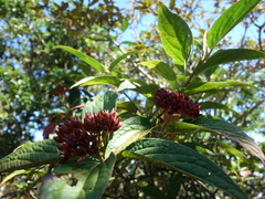 Viburnum urceolatum