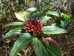 Viburnum urceolatum