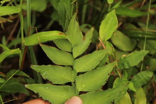 Stalked maidenhair (Adiantum petiolatum)