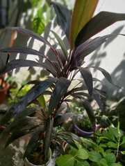 Cordyline fruticosa