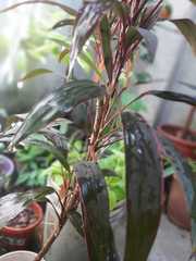 Cordyline fruticosa