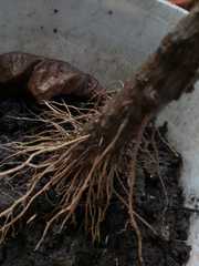 Cordyline fruticosa
