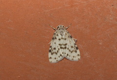 Aemene clarimaculata