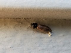 Hemicrepidius pallidipennis