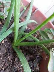 Aloe