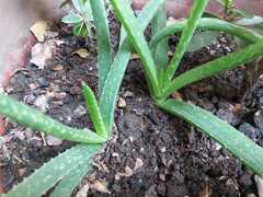 Aloe