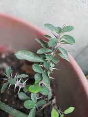 Euphorbia milii