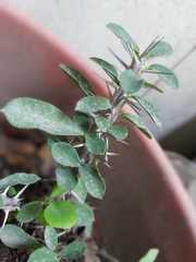 Euphorbia milii