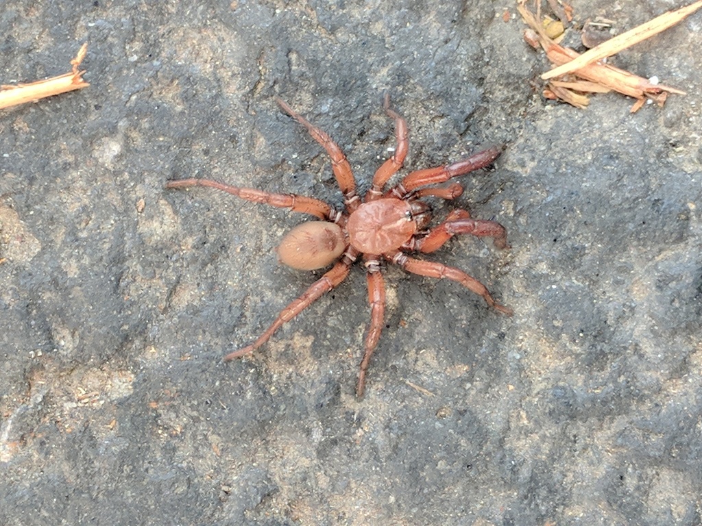 Antrodiaetus pugnax