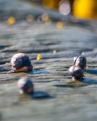 Littorina saxatilis