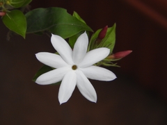 Jasminum multiflorum
