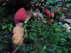 Balanophora yakushimensis