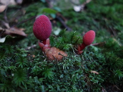 Balanophora yakushimensis